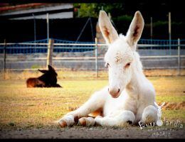 burro blanco en burrolandia