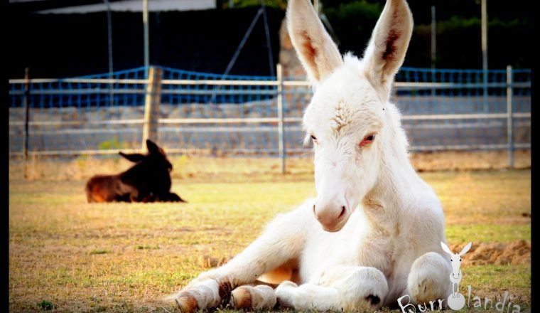 burro blanco en burrolandia